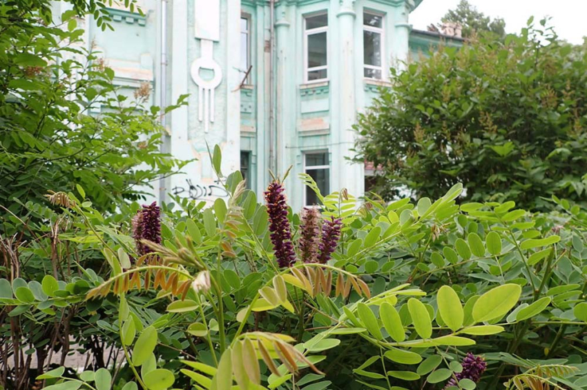 События НИУ «БелГУ» учёные ниу «белгу» рассказали белгородцам, с какими растениями необходимо бороться